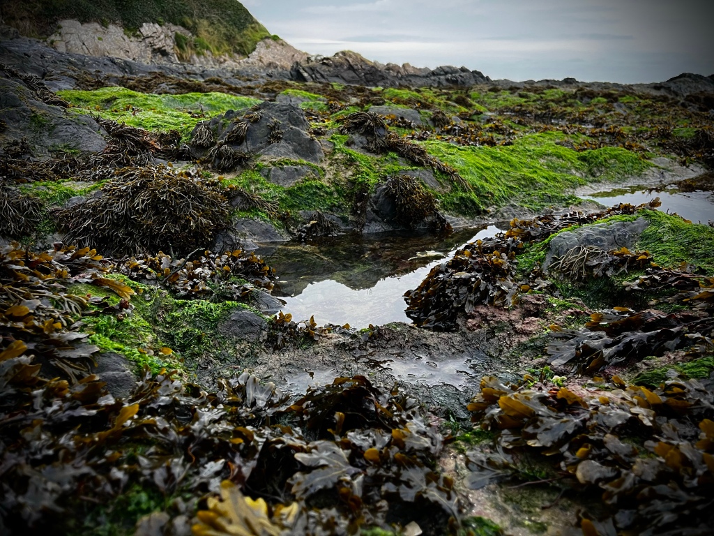 Return to the Intertidal Space